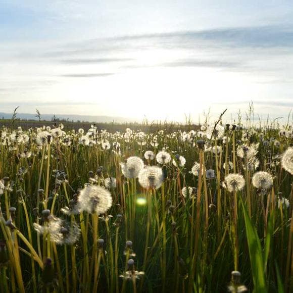 joseph campbell Quotes Adventure,Hero,Bliss