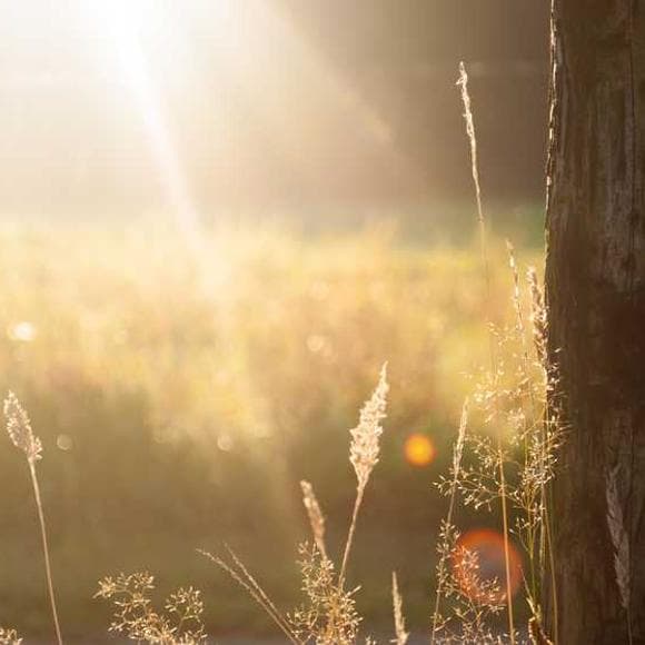 hermann hesse Quotes Abundance,Luxury