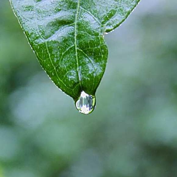 george eliot Quotes Action,Garden,Gardening