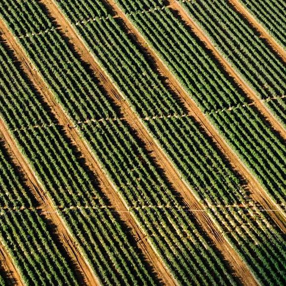 daniel kahneman Quotes Adaptation