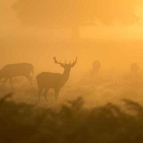 matthew arnold Quotes Dawn,Fortunate,Gay