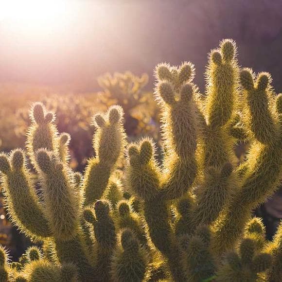 sharon salzberg Quotes Harm,Limitation,And Love
