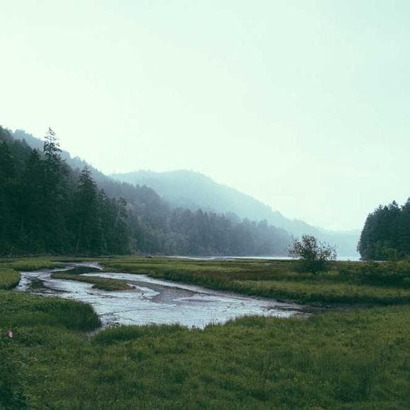 milan kundera Quotes Compassionate,Cruelty,Animal