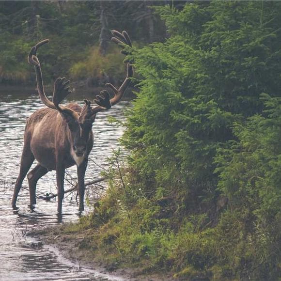 rachel carson Quotes Awe,Animals In Nature,Ecology