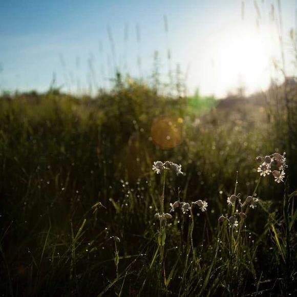 eckhart tolle Quotes Animal Life,Present Moment