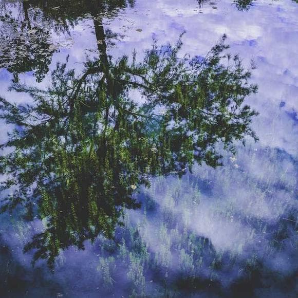 juvenal Quotes Living Things,Animals In Nature,Ecology
