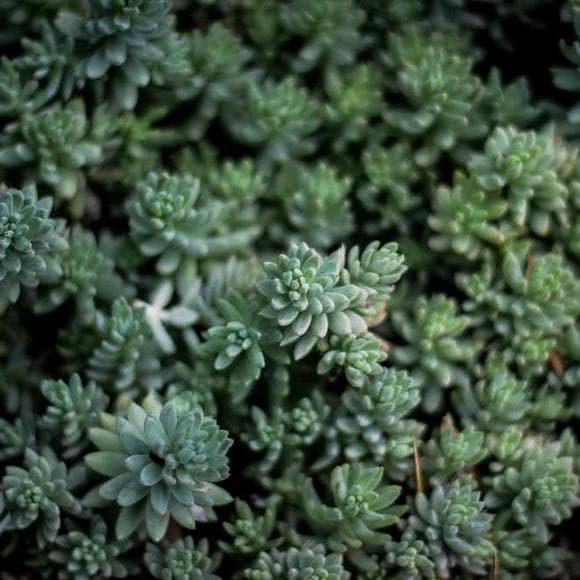richard rohr Quotes Humans,Animals In Nature,Unconditional Love