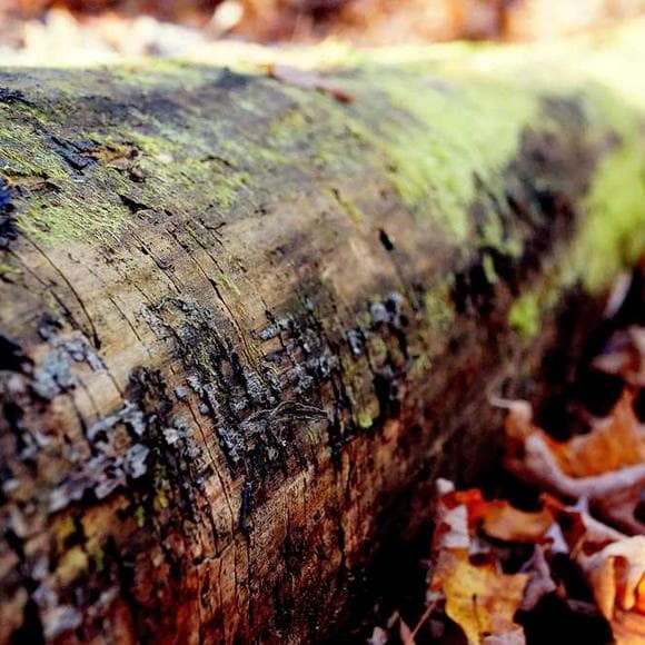 charles spurgeon Quotes Baptists,Life Worth Living,Enjoy Life