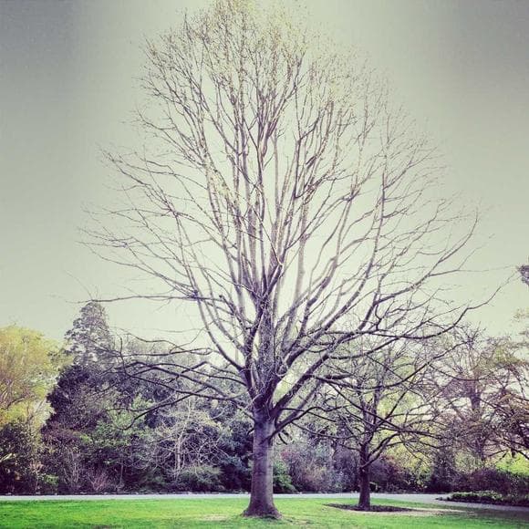 william c. bryant Quotes Inspirational Tree,Grove,Cathedrals
