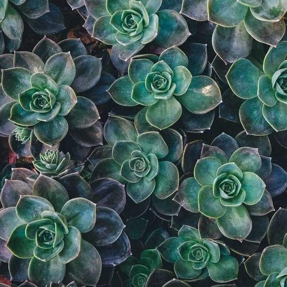 robert frost Quotes Blue,Flower,Faded