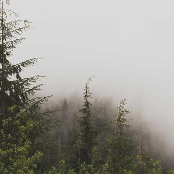 annie dillard Quotes Nostalgia,Memories,Divides