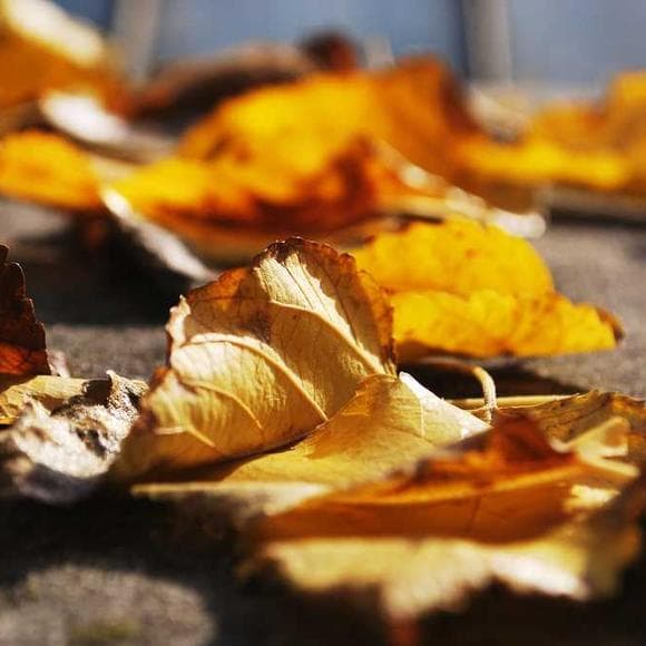 sylvia boorstein Quotes Lifestyle,Fall,Balanced