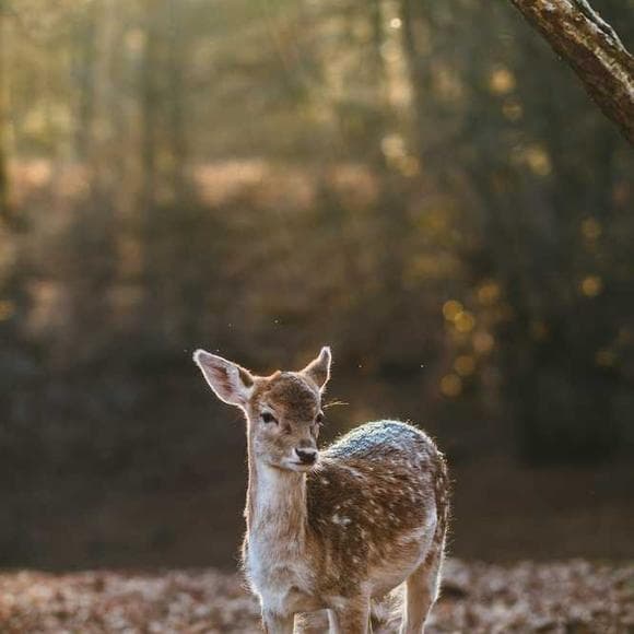 david foster wallace Quotes Function,Attention,Running Away