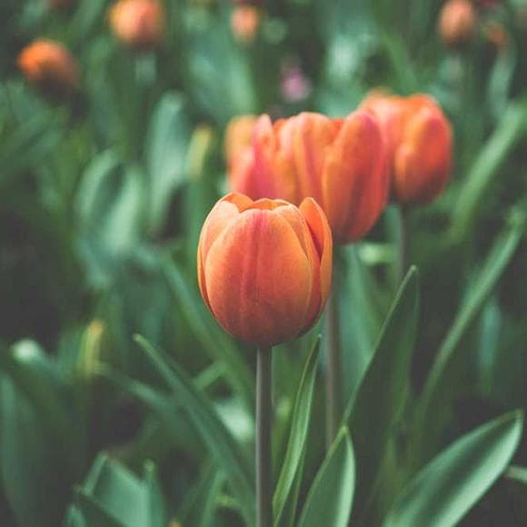 sri chinmoy Quotes Cry,Intellectual,Awakening