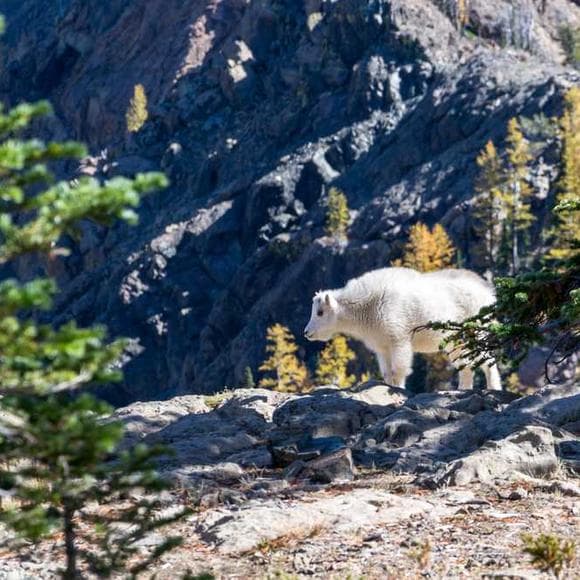 robert gordon sproul Quotes Bears,Semblance,Progress