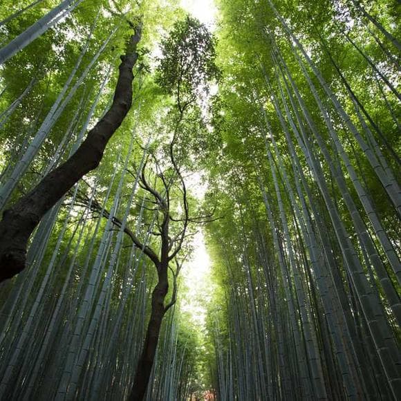 nhat hanh Quotes Influential,Love And Compassion,Being Rich