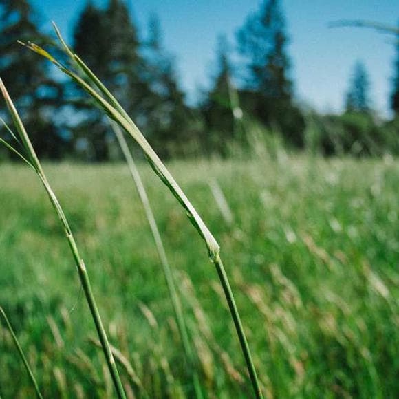 swami satchidananda Quotes Beneficial,Mixtures,Both Sides