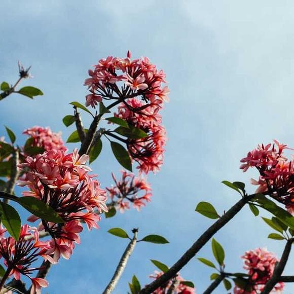 henry miller Quotes Best Nature,Man And Nature