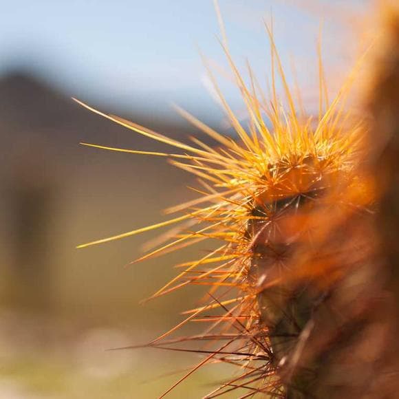 don king Quotes Night,Desert,Indigenous