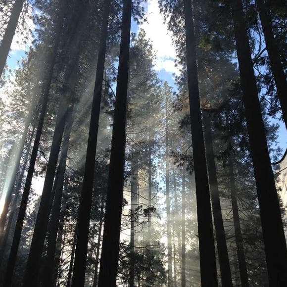 pema chodron Quotes Blame,Tragic,Human Condition