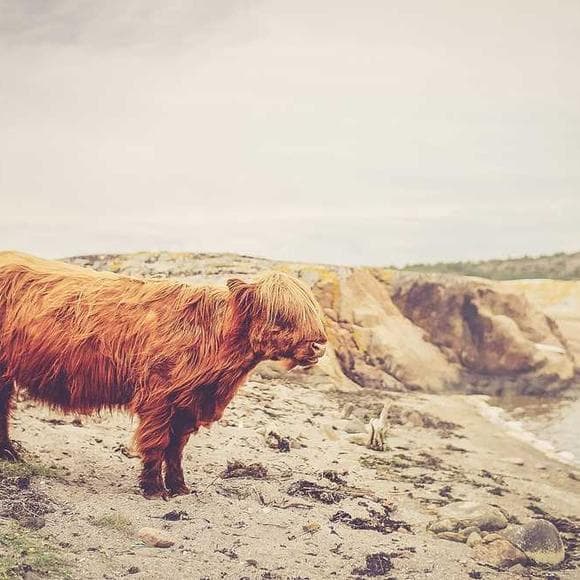 mary oliver Quotes Fields,Lions,Cottages