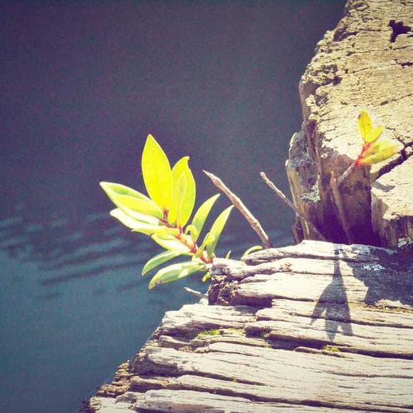 brené brown Quotes Seductive,Human Experience,Daring Greatly