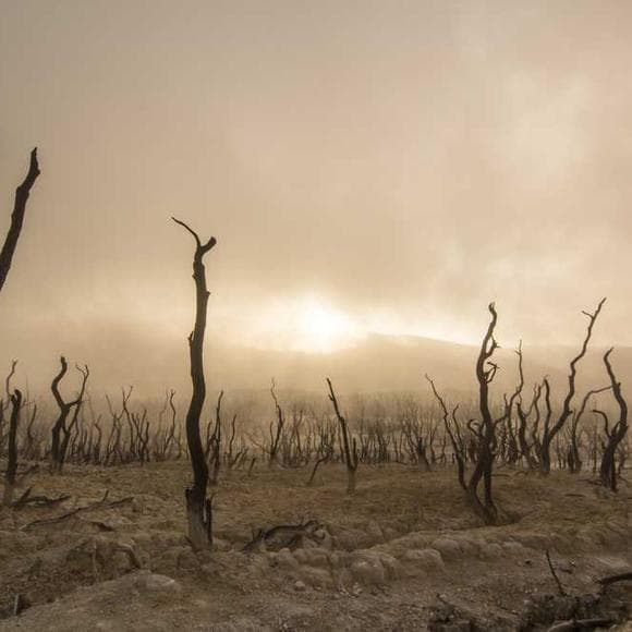 bill mckibben Quotes Woods,Chunks,Species