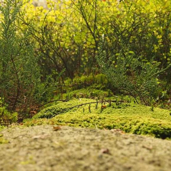 henri nouwen Quotes Forgiving,Liberation,Heavy Loads
