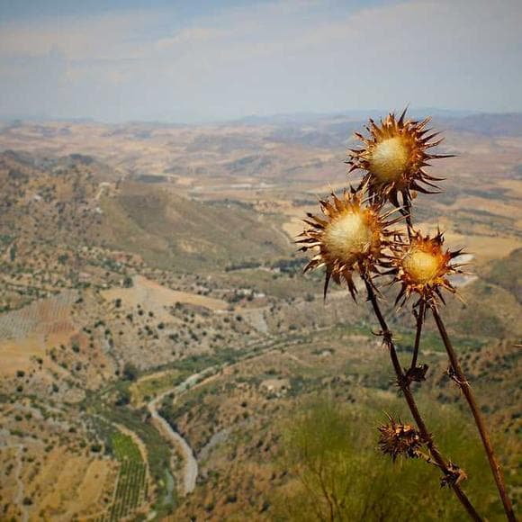 scott anderson Quotes Sufficient,Fruit,Colorado