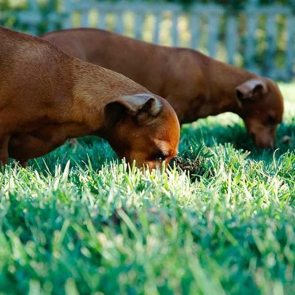 dante alighieri Quotes Comes And Goes,Grass,Hue