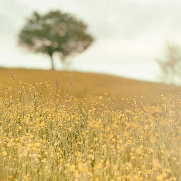 thomas aquinas Quotes Community,Law,Common Good