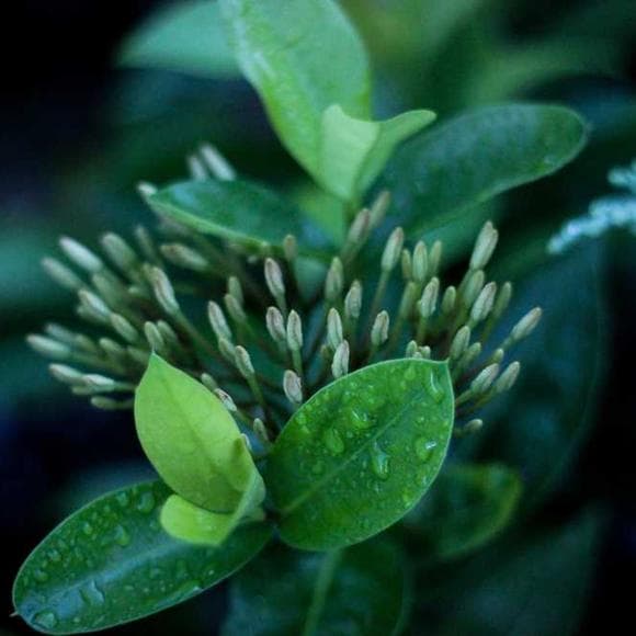 elizabeth wordsworth Quotes Compliment,Ideals,Paint