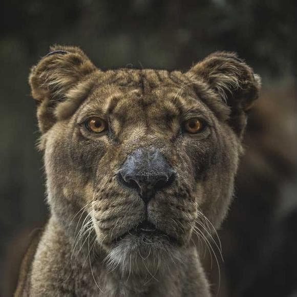 meridel le sueur Quotes Oppressed,Oppression,Conqueror