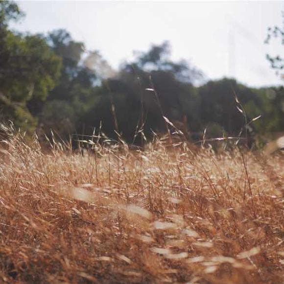 aldo leopold Quotes Conservation,Strive,Land Conservation