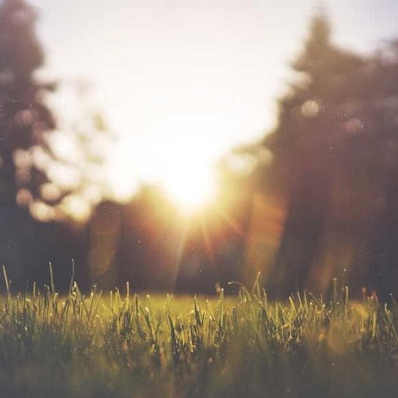 annie dillard Quotes Novelists,Contemporary,Crops