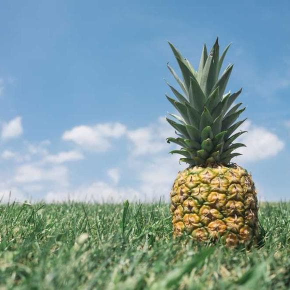 frank bruni Quotes Food,Cooking,Culinary