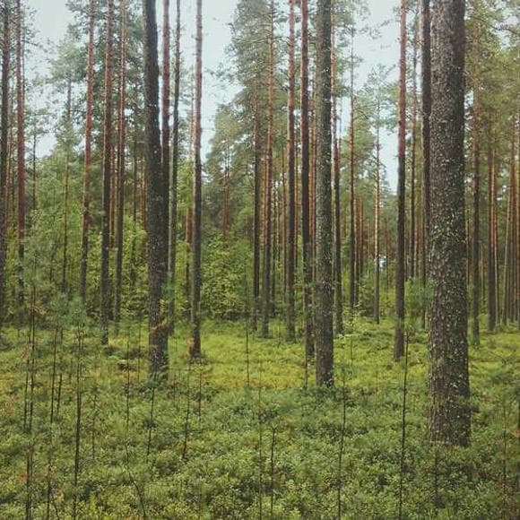 sherrilyn kenyon Quotes Woods,Glad,Free Will