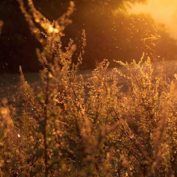 r. c. sproul Quotes Definitions,Justice And Mercy,Mercy