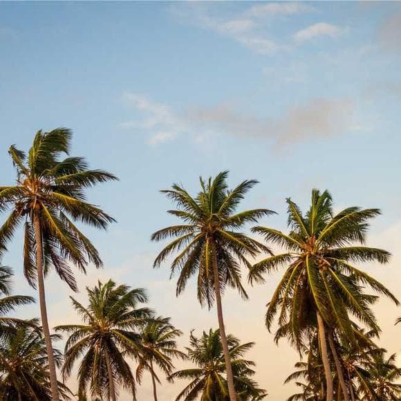 roy chapman andrews Quotes Desert,South,Jungle