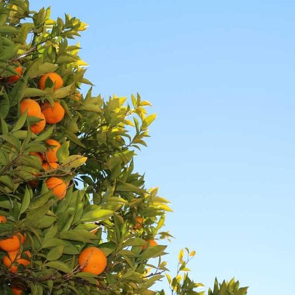 waris dirie Quotes Desert,Plant,Long Ago