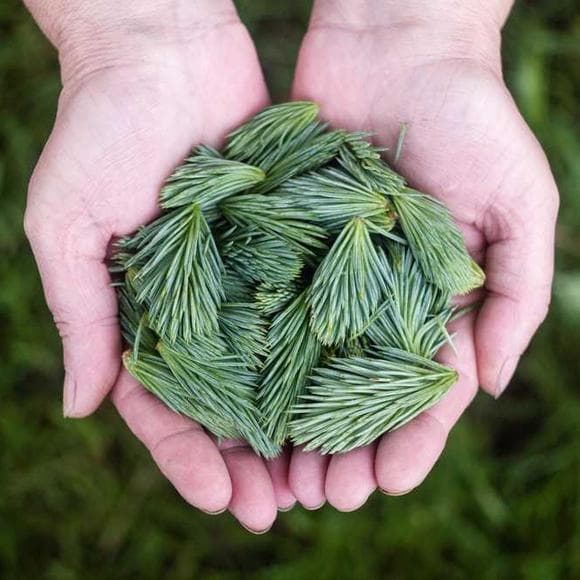 carol s. dweck Quotes Developing,Mindset,New World