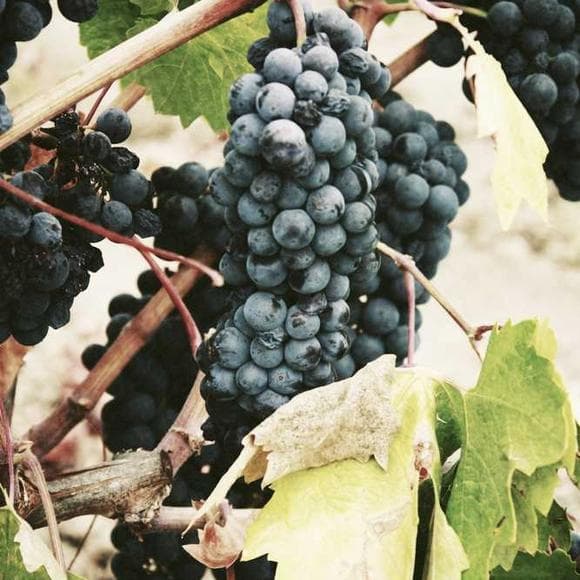 anne enright Quotes Drink,Drinkers