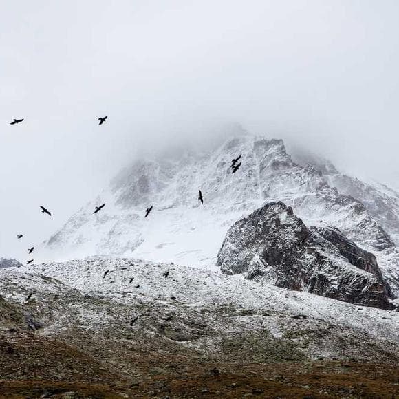 barbara kingsolver Quotes Feathers,Endurance,Hopeful