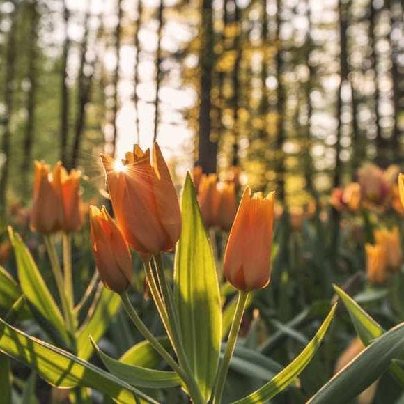 barbara kingsolver Quotes Vegetables,Farms,Real Person