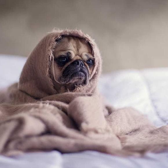 emily dickinson Quotes Warmth,Tonight,Forget Him