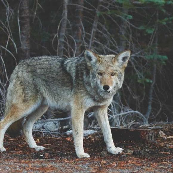 sigurd f. olson Quotes Forgotten,Wilderness