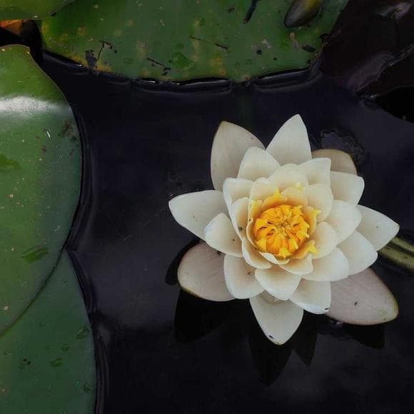 ursula k. le guin Quotes Symbols,Gaps,Intention