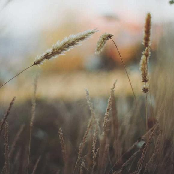 leo tolstoy Quotes Good Thoughts,Keys,Success In Life