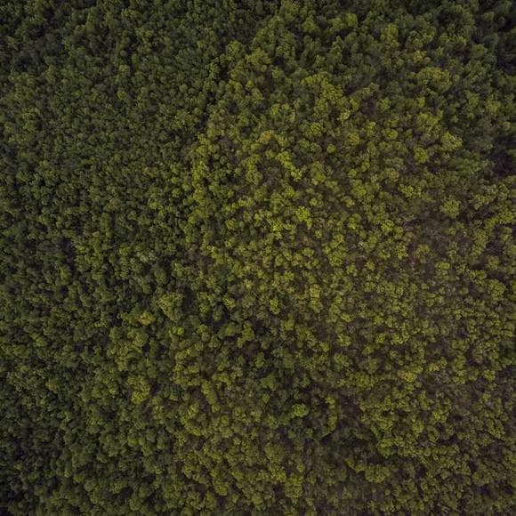 william butler yeats Quotes Woods,Green,Margins