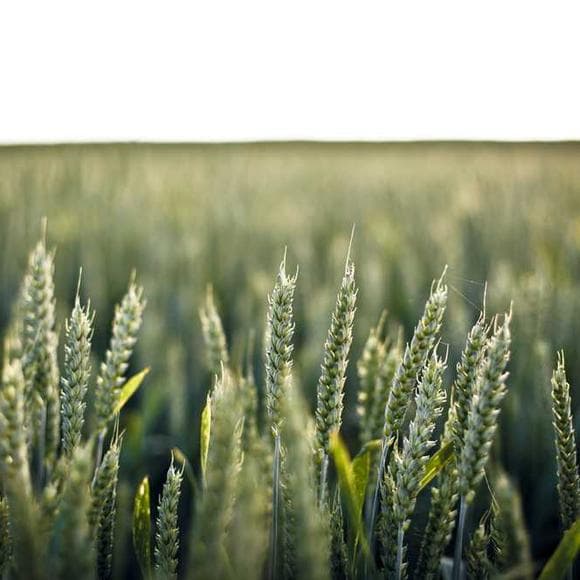 tullian tchividjian Quotes Idols,Plant,Grows
